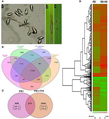 Understanding Host-Pathogen Interactions with Expression Profiling of NILs Carrying Rice-Blast Resistance Pi9 Gene